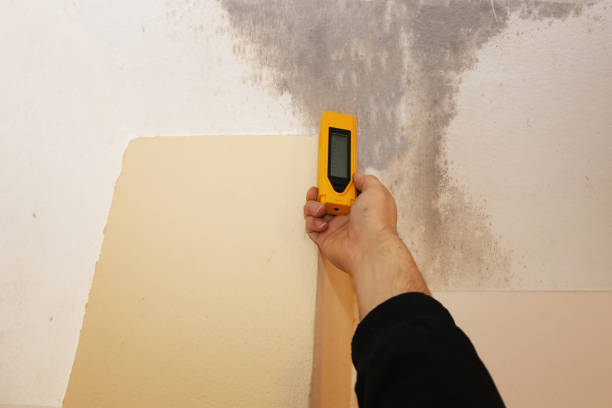 Northwest Harwinton, CT Mold Removal Company