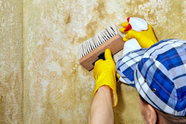 Best Forensic Mold Investigation  in Northwest Harwinton, CT