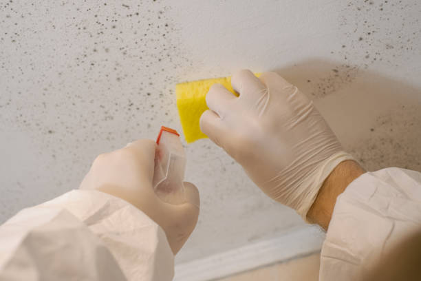 Forensic Mold Investigation in Northwest Harwinton, CT