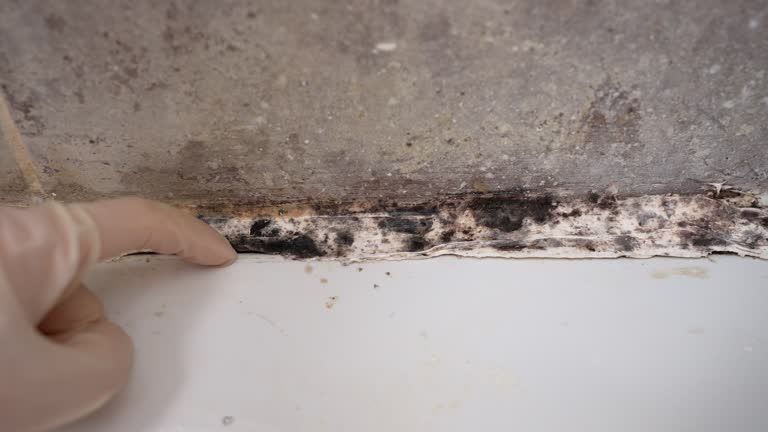 Best Crawl Space Mold Remediation  in Northwest Harwinton, CT